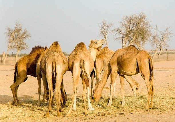 Camel Farm in the Desert stock photo
