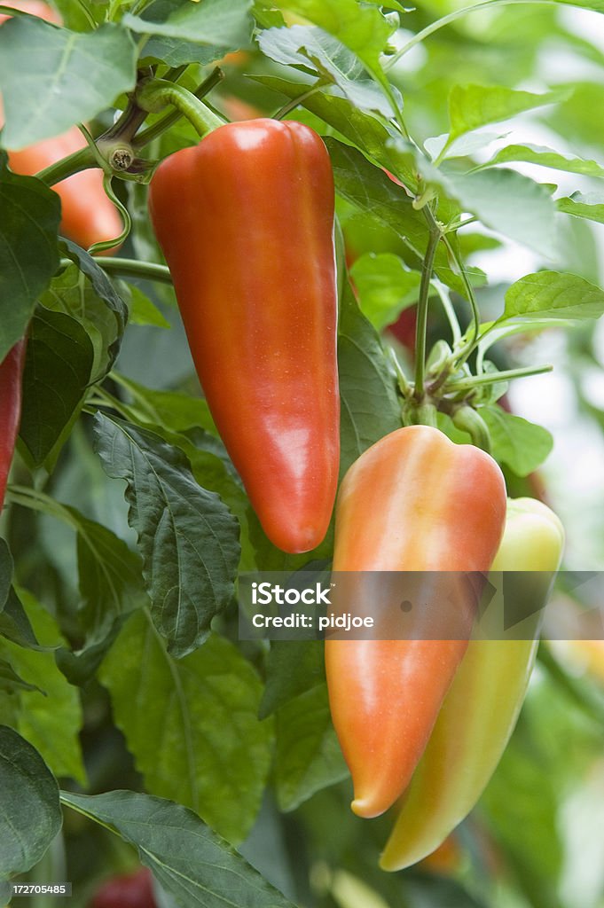 Vermelho laranja e verde peppers - Royalty-free Caule de planta Foto de stock