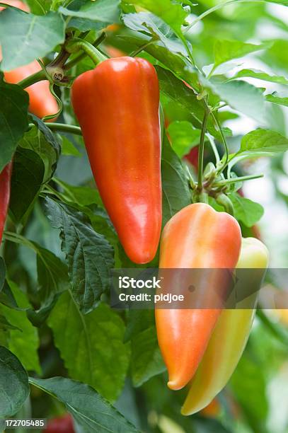 Vermelho Laranja E Verde Peppers - Fotografias de stock e mais imagens de Caule de planta - Caule de planta, Comida Doce, Comida e Bebida