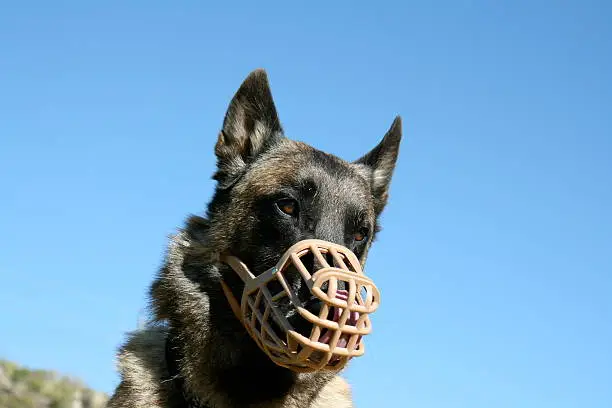 "A Belgian shepherd dog, or malinois, wears a muzzle. The breed is popular with police and military handlers."