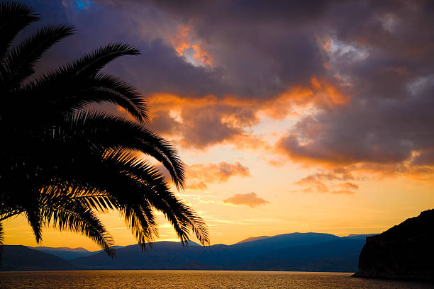 Palmtree, Grecja – zdjęcie