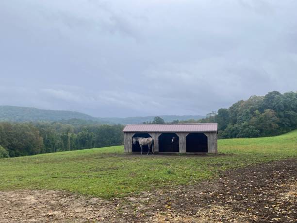 istock Horses in a Shed 1727056424