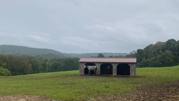 istock Horses in a Shed 1727056434