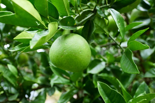 istock A large green mandarin orange 1727056964