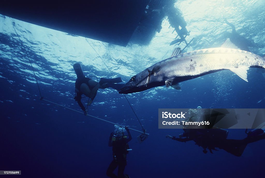 Barracuda Calling Barracuda swimming through blue. Adult Stock Photo