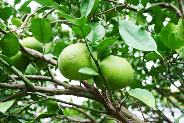 istock Two tangerine fruits in a row 1727057471