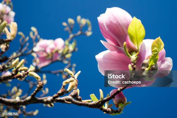 Baum Flower Stockfoto und mehr Bilder von April - April, Baum, Baumblüte