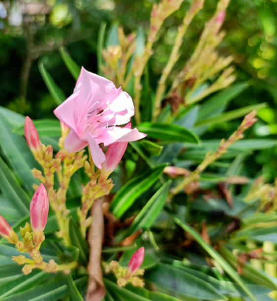 istock Nerium oleander or oleander blooming in the garden 1727058003
