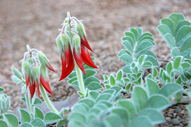 sturt пустыня горошек роста - single flower desert spring red стоковые фо�то и изображения