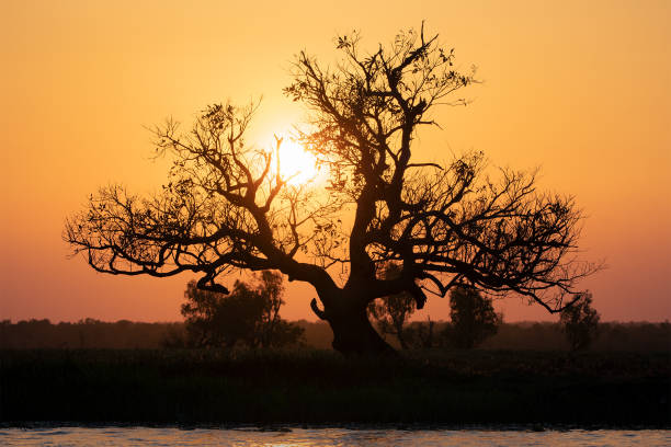 The Tree of Life