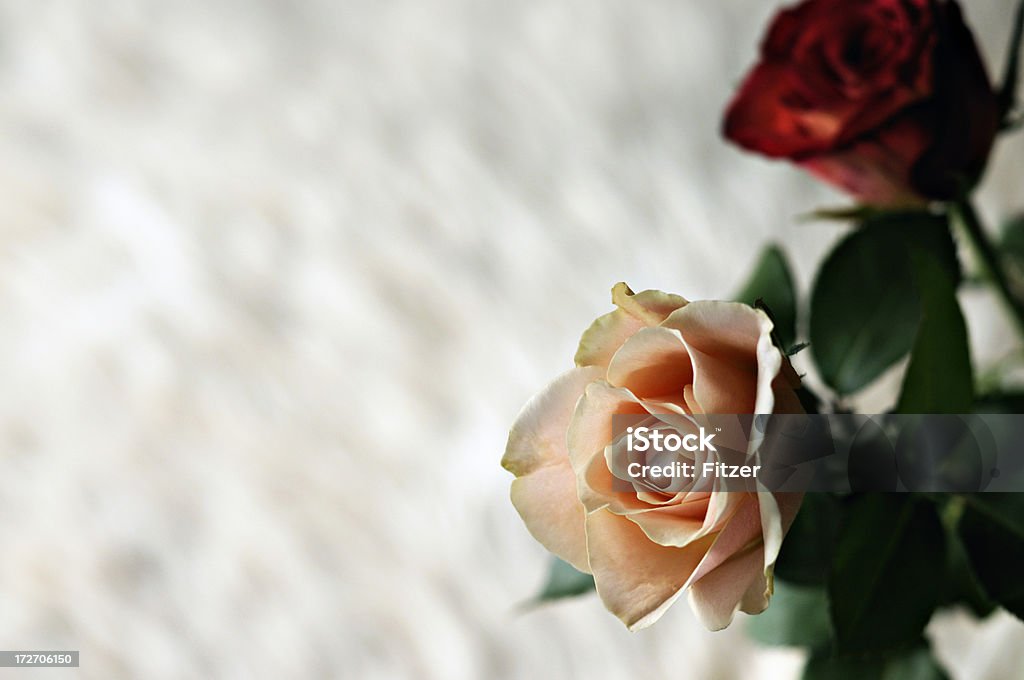 two roses and cow for in the back two roses and cow fur in the back. Beauty Stock Photo