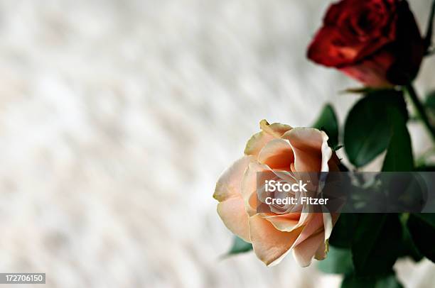 Two Roses And Cow For In The Back Stock Photo - Download Image Now - Beauty, Beauty In Nature, Champagne Colored