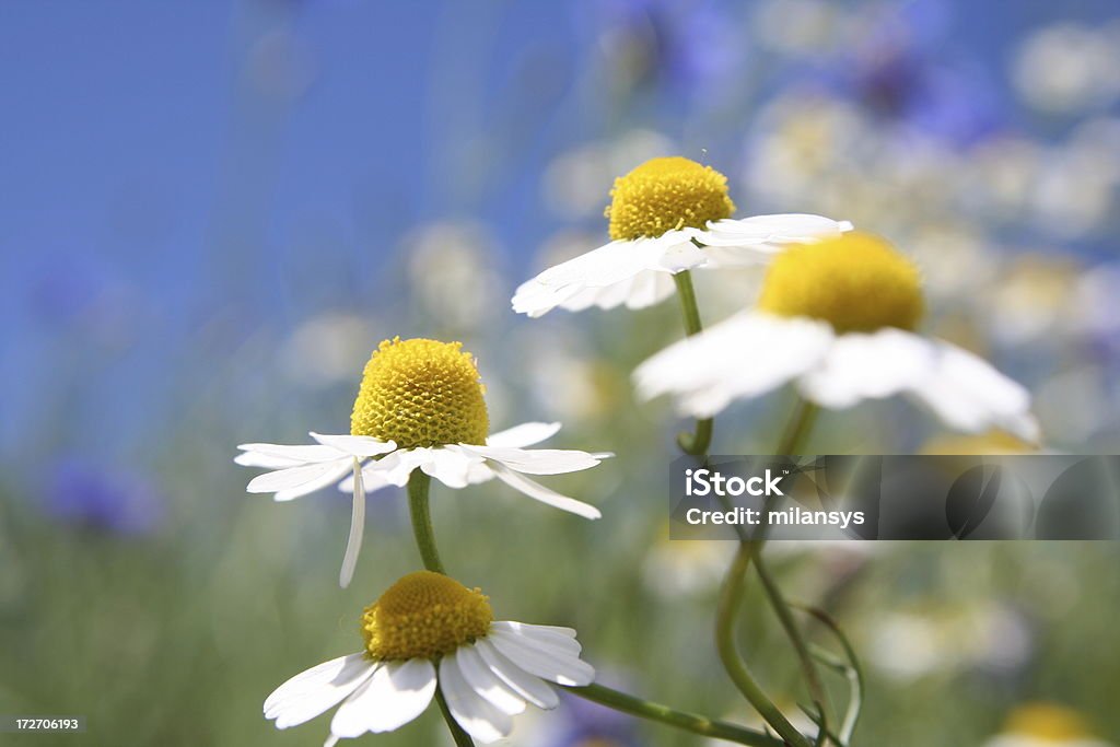 Matricaria recutita Camomilla - Foto stock royalty-free di Ambientazione esterna