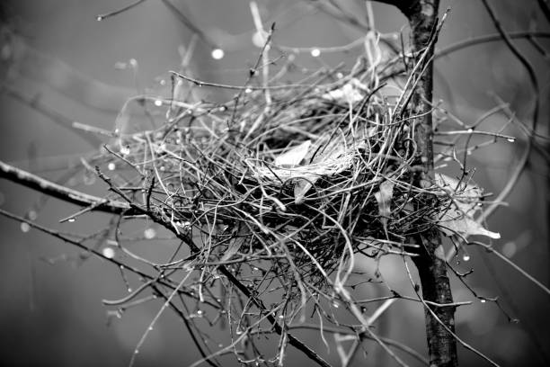 istock Bird Nest Black and White 172706383