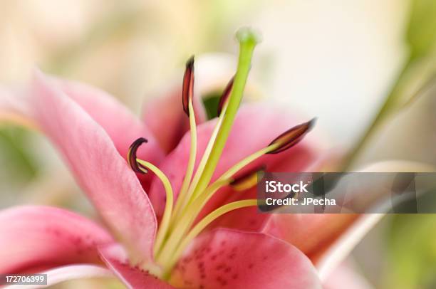 Lilium Stargazer Stockfoto und mehr Bilder von Bildschärfe - Bildschärfe, Blume, Bunt - Farbton