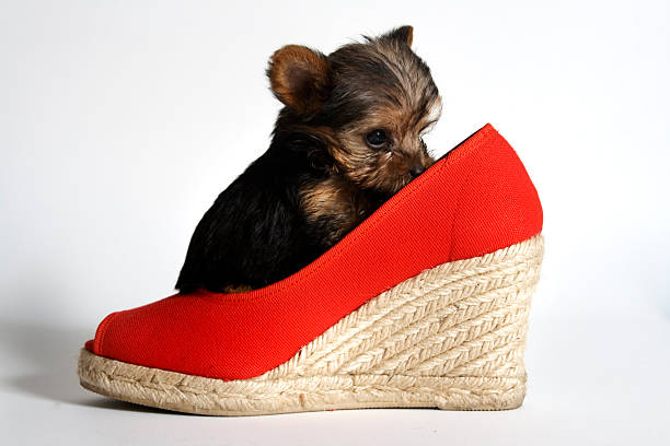 Yorkshire Terrier in a robe and slippers
