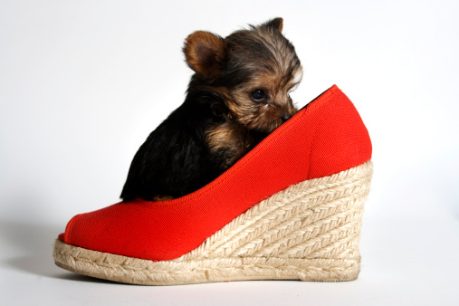 a puppy yorkshire terry in a red shoe