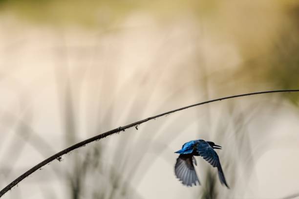 The common kingfisher, Alcedo atthis, in the hand of the researcher after release from the capture net, Castronuño ,Valladolid - Spain