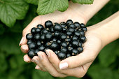 A woman's hands holding black currants