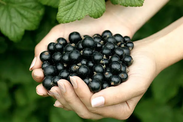 Female hands with berries of a black currant on a background of a bush of a black currant.