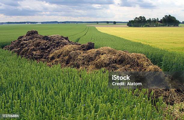 Kościarni - zdjęcia stockowe i więcej obrazów Odchody zwierzęce - Odchody zwierzęce, Kukurydza - Zea, Metan