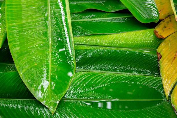 istock Vegetable, Leaf, Green Color, Food, Freshness 1727069151