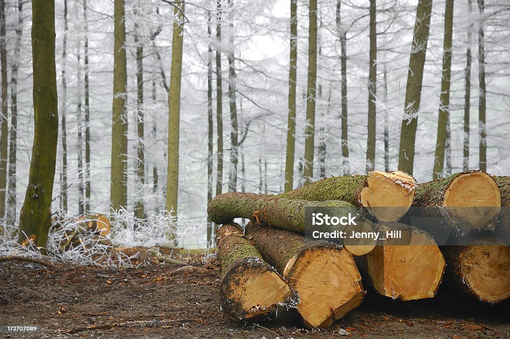 El registro de - Foto de stock de Alerce - Árbol de hoja caduca libre de derechos