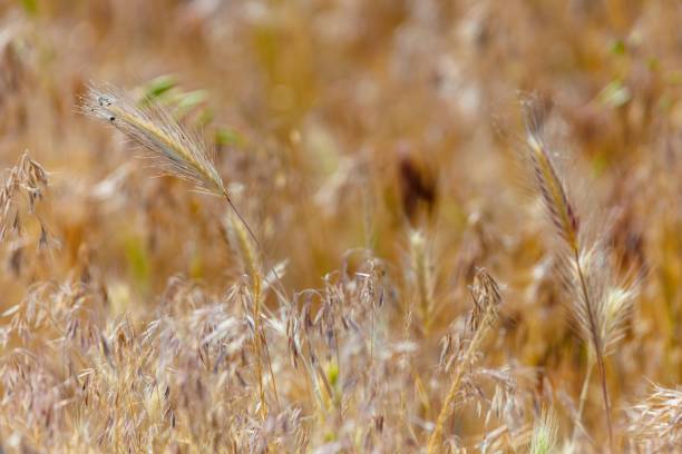 istock Background yellow dry plant in nature 1727071131