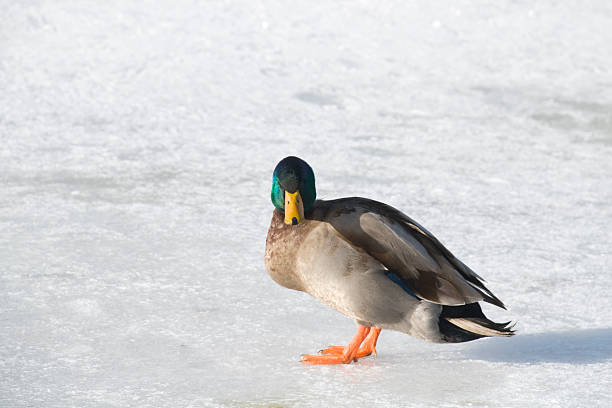 istock Male Mallard on Ice 172707150