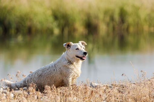 Dog breed Jack Russell Terrier in nature in the wild