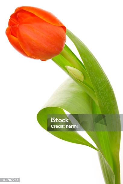 Orange Tulip Auf Weiß Stockfoto und mehr Bilder von Abstrakt - Abstrakt, Blume, Blumenbouqet