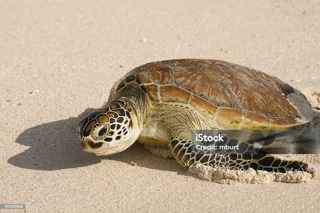 Vada a caccia di tartarughe - Foto stock royalty-free di Tartaruga