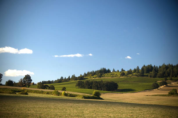 istock Sunny skies above Oregon vineyards 172707511