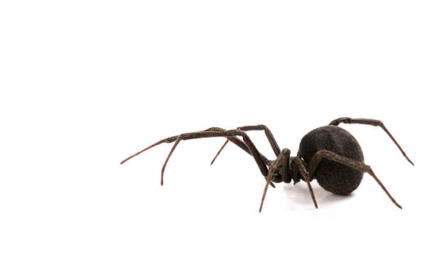 Black Widow Black Widow. black widow spider photos stock pictures, royalty-free photos & images
