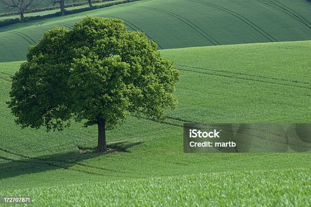 Oak En Verde Campos Foto de stock y más banco de imágenes de Agricultura - Agricultura, Aire libre, Campo - Tierra cultivada