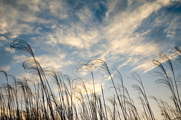 Pasto ondulantes invierno - foto de stock