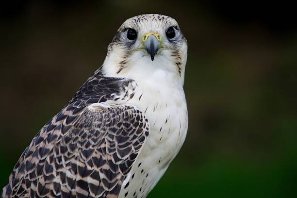 Hawk portrait looking directly at you