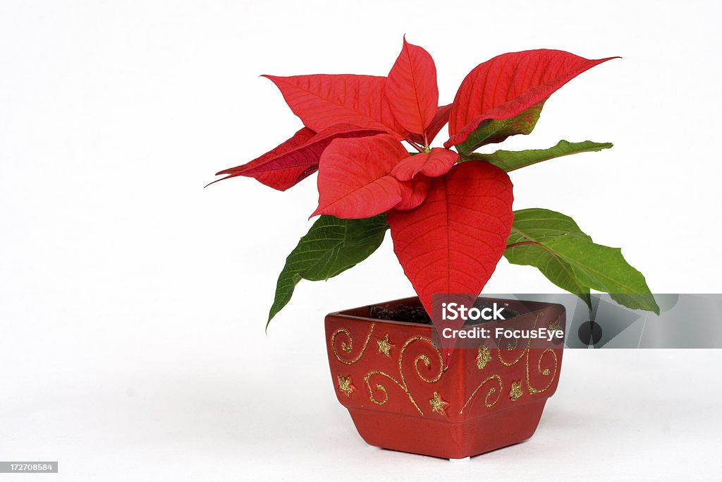 Planta de Navidad - Foto de stock de Flor de Pascua libre de derechos