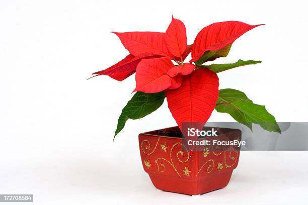 Planta De Navidad Foto de stock y más banco de imágenes de Flor de Pascua - Flor de Pascua, Arbusto, Recortable