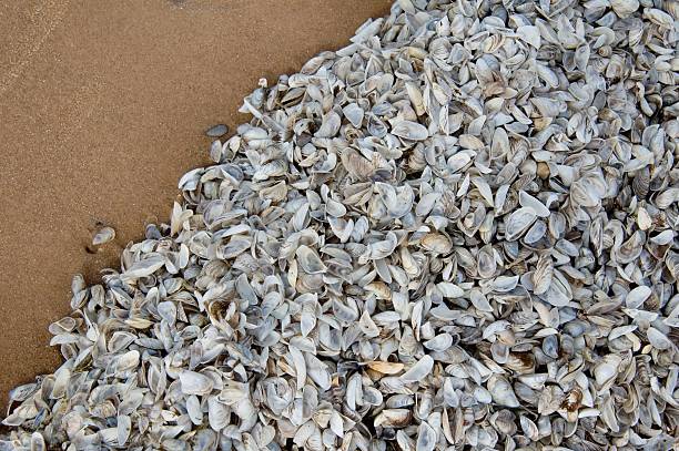 Shells - mostly Zebra mussels - piling up on a beach in Sleeping Bear Dunes National Lakeshore, Michigan; the Zebra mussel (Dreissena polymorpha) is an invasive species in the Great Lakes and considered as nuisance