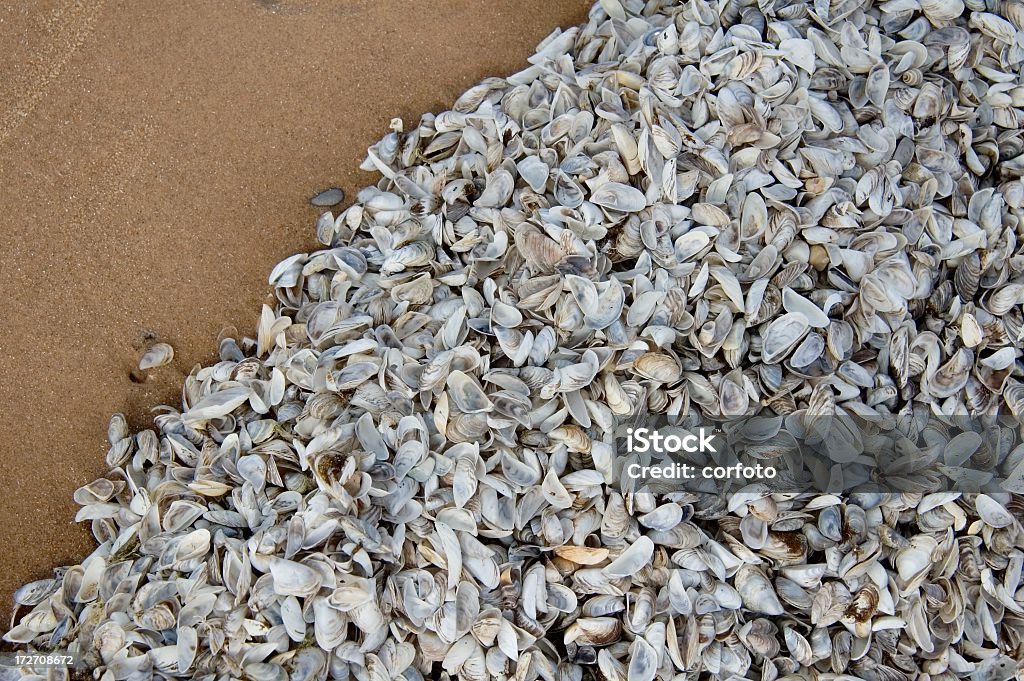Zebra Mussels on Lake Michigan Beach Shells - mostly Zebra mussels - piling up on a beach in Sleeping Bear Dunes National Lakeshore, Michigan; the Zebra mussel (Dreissena polymorpha) is an invasive species in the Great Lakes and considered as nuisance Zebra Mussel Stock Photo