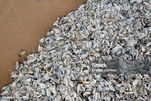 Zebra Mussels On Lake Michigan Beach Stock Photo - Download Image Now - Zebra Mussel, Great Lakes, Introduced Species