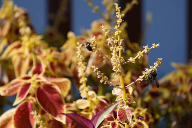 Bees workin on flowers in summer garden