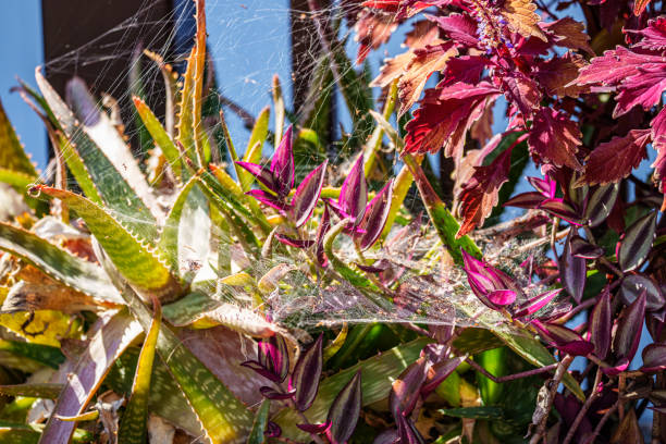 Spider web on aloe plant