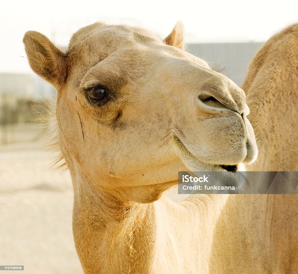 Camel Face The face of a camel posing for the camera. Taken in the UAE desert Animal Stock Photo