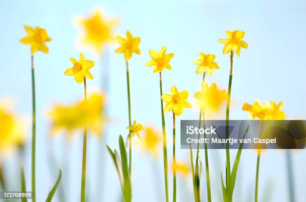 Photo libre de droit de Jonquilles De Letat banque d'images et plus d'images libres de droit de Bleu - Bleu, Couleur vive, Douceur