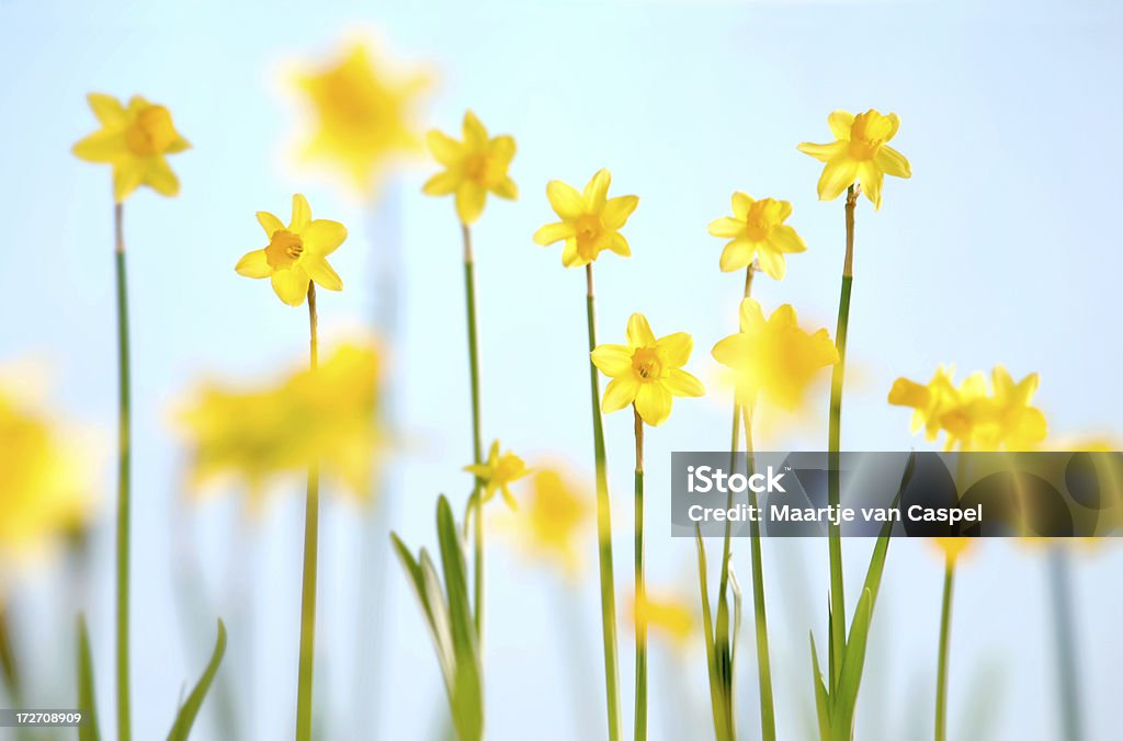 Daffodils - Royalty-free Amarelo Foto de stock