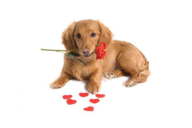 Cute Puppy Love stock photo