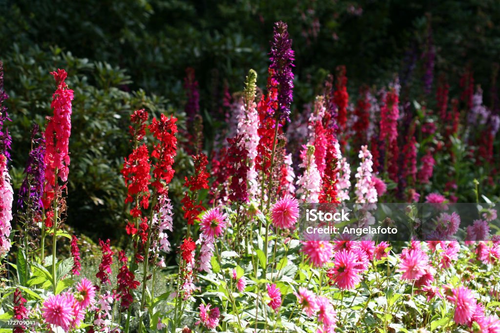 Flowers set Flowers set at the Butchart GardenOther similar images... Beauty Stock Photo