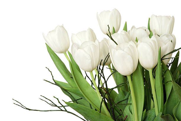istock Side view of bouquet with white tulips, isolated fragment 172709080